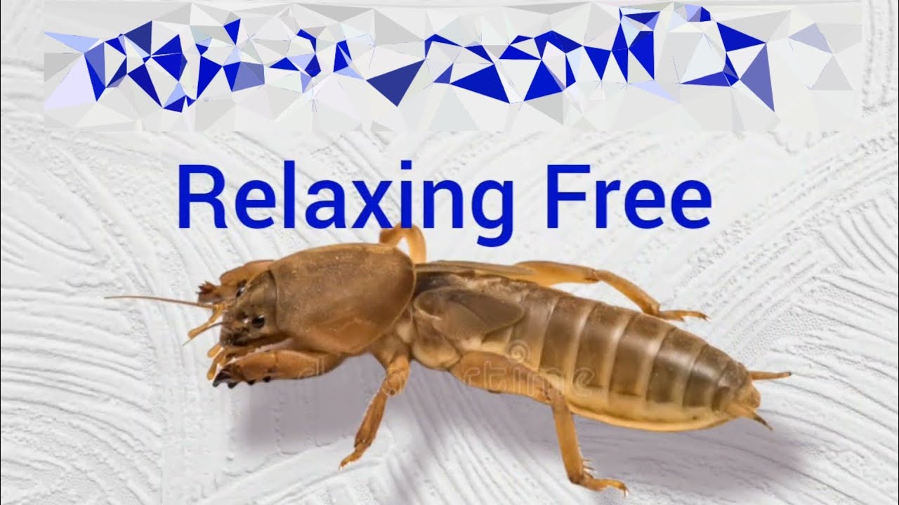 Mole Cricket Sound Naturally