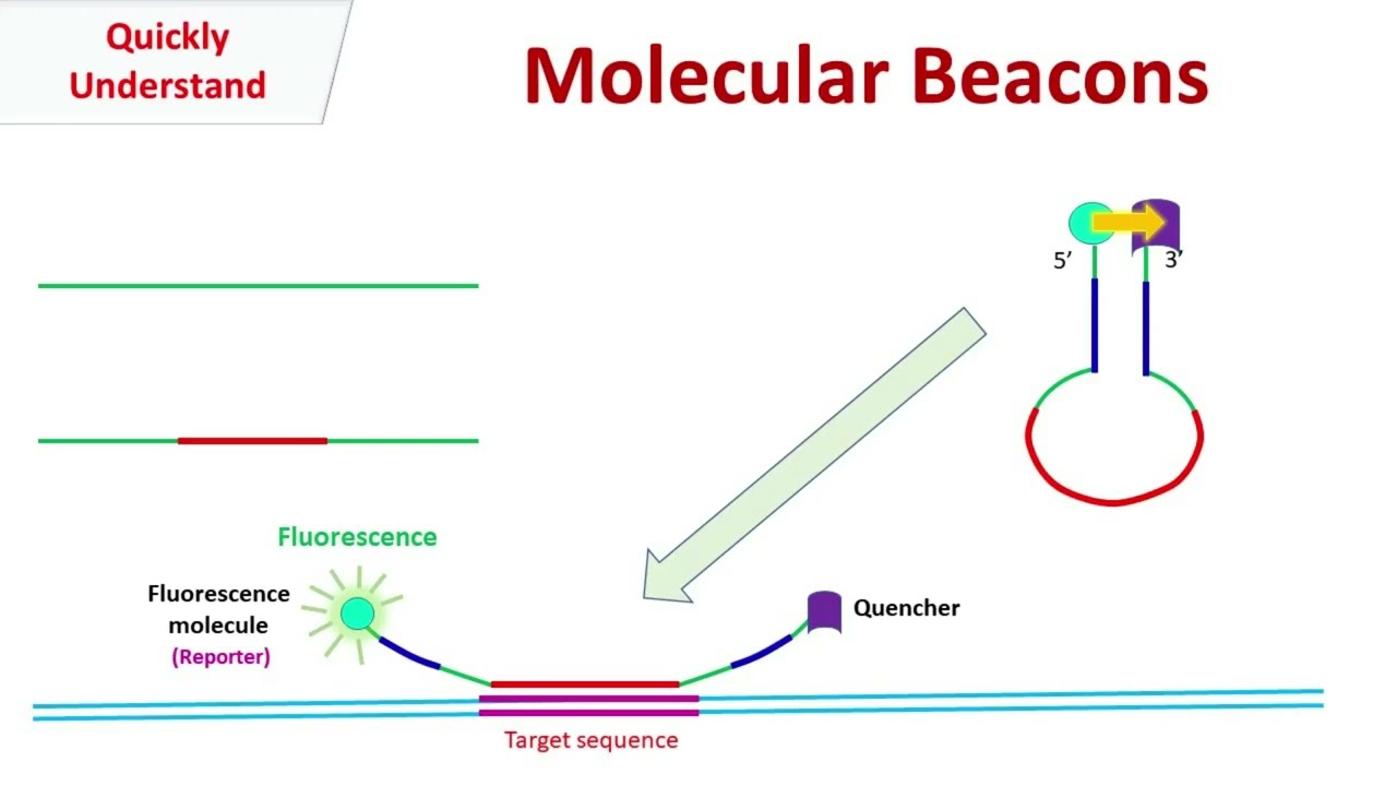 Molecular Beacons