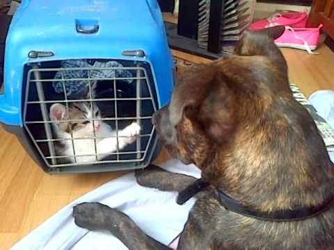 Molly and Tibbs now say staffies are nasty dogs