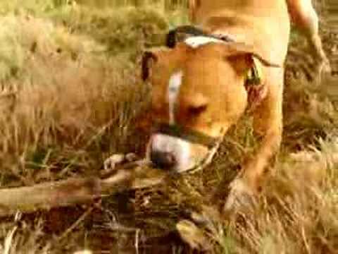 Molly (Staffy) playing with a big stick again