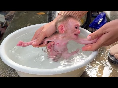 Mom Help Bathing Routine Newborn Baby Monkey this Morning