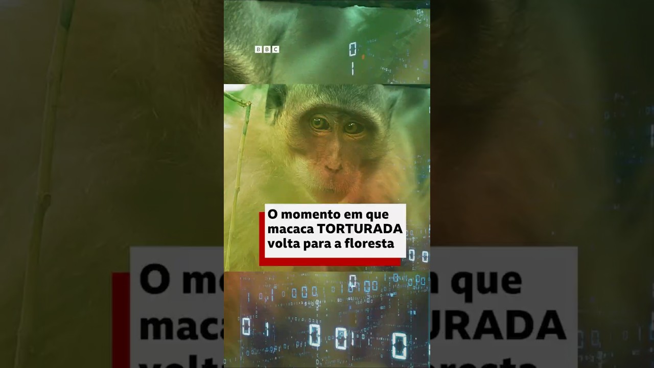 Momento em que macaca torturada volta à liberdade #BBCCurtas #macacos#bbcnewsbrasil #noticias