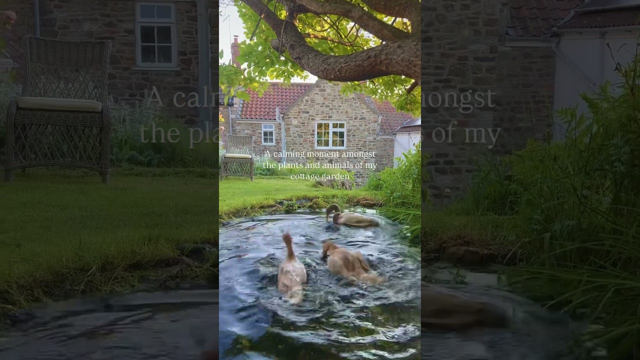 Moments of calm from my garden 🌱🦆 #garden #spring #ducks #calm