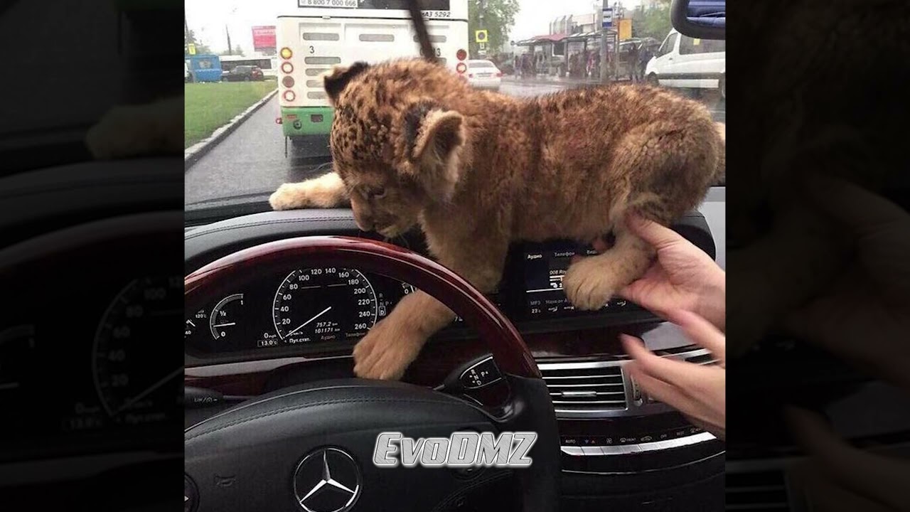 Money talks (tik tok version) (slowed and reverb) Remix by EvoDMZ