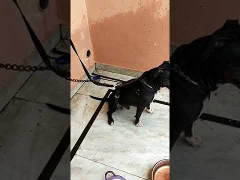 Moneyto blood line mosko APBT