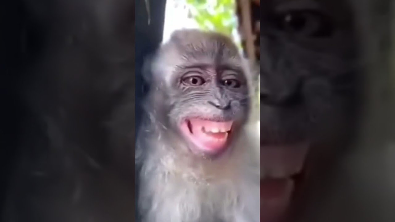 Monke Rizz #monkey #shorts #rizz