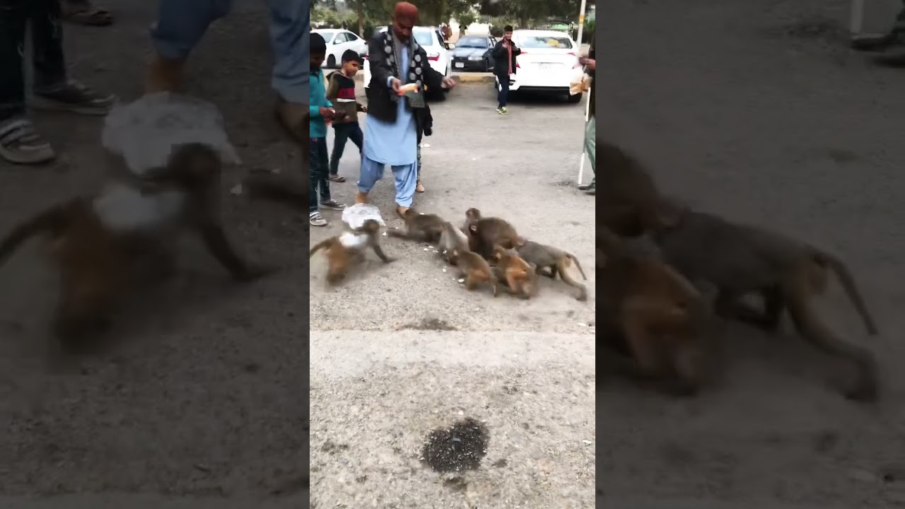 Monkey 🙉 #shortvideo #shortfeed #shorts #short #shortsviral #viral #monkey #youtubeshorts #animals