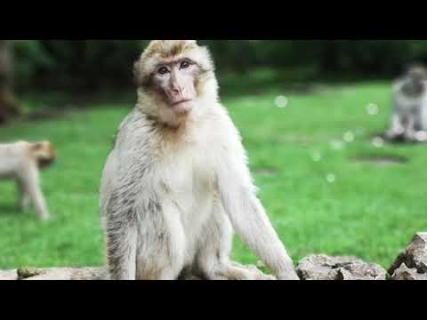 Monkey B Virüsü Nedir ? Belirtileri, Tedavisi