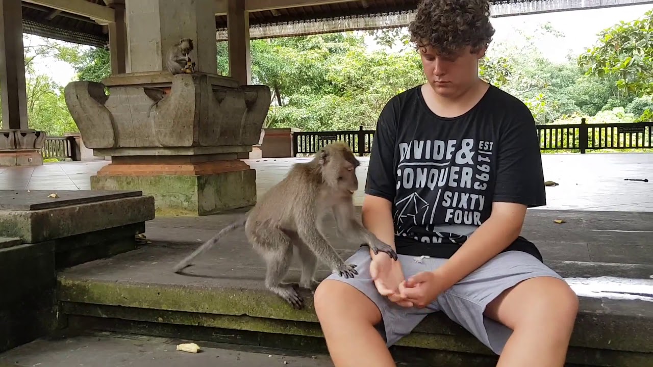 monkey bite