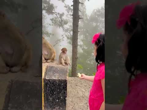 Monkey bite on Hareem hand .. #hareemkhan #monkey #bite
