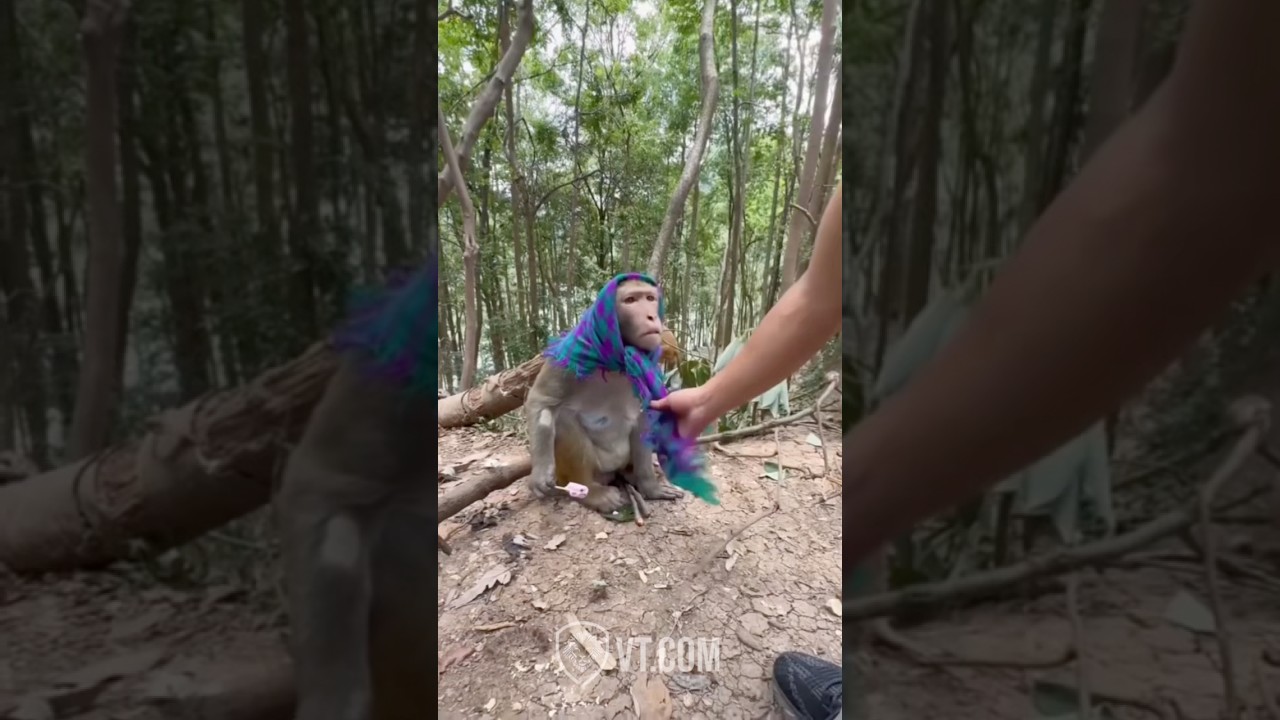 Monkey hate clothes 😡 🙈
