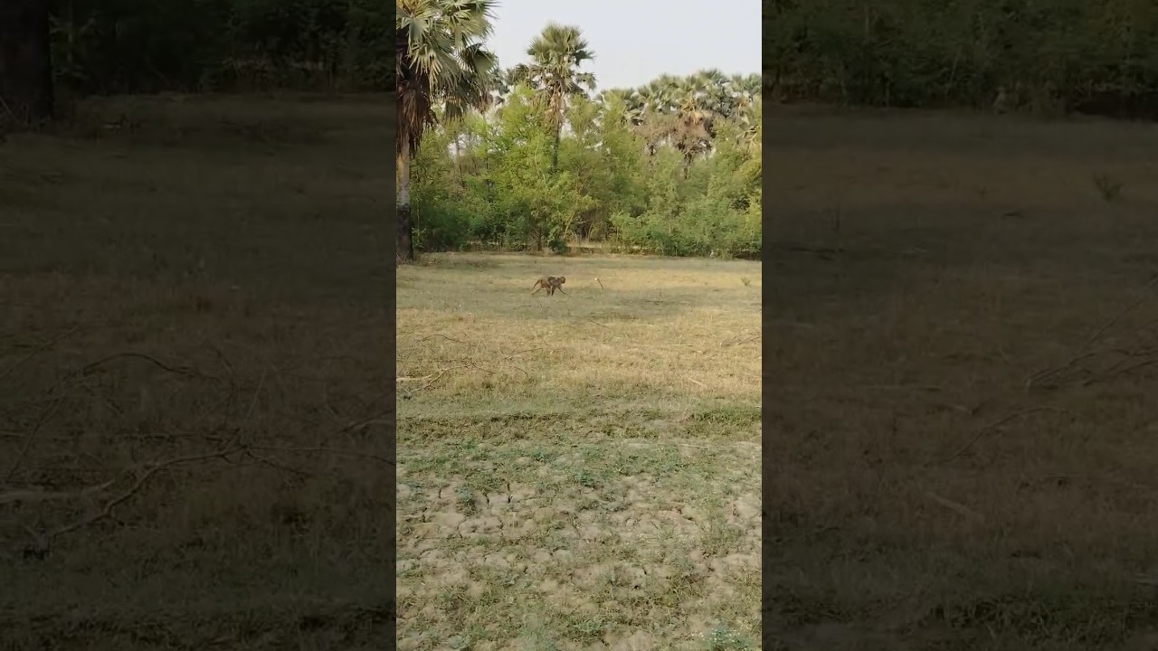 monkey land #monkeys  #monkeylove #shorts #shortsfeed #kachamango .1