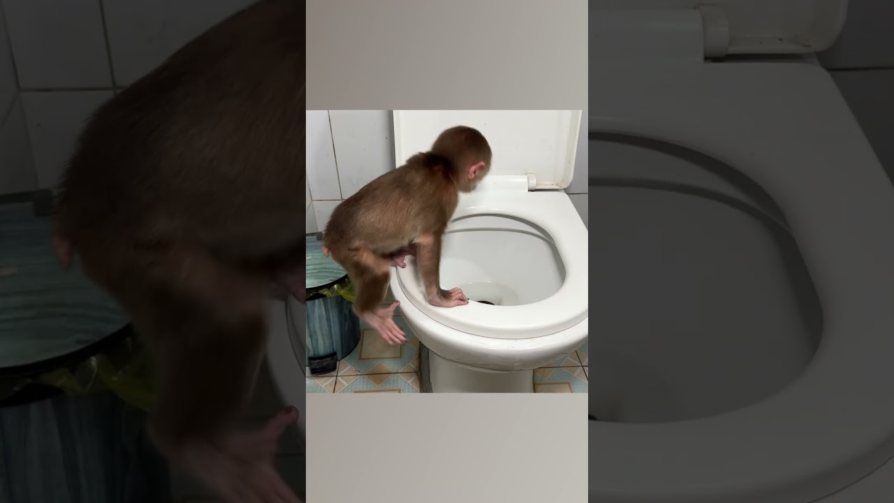 Monkey NANA poops without dad's help #shorts #smartmonkey #babymonkey #monkey #monkeybaby #animals