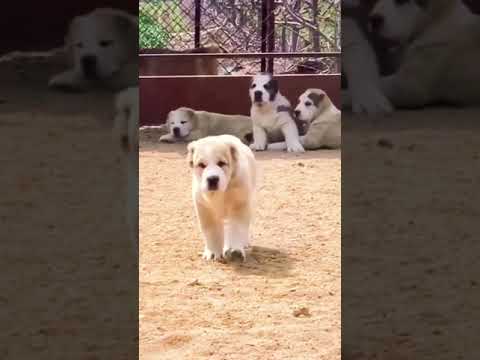Monster Alabai - Central Asian Shepherd Dog #shorts