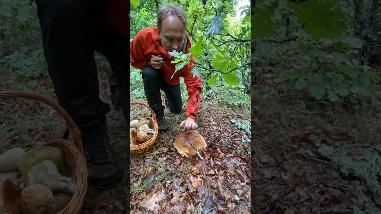 Monster Boletus. # shorts #funghi #porcini #grzyby #grzybobranie