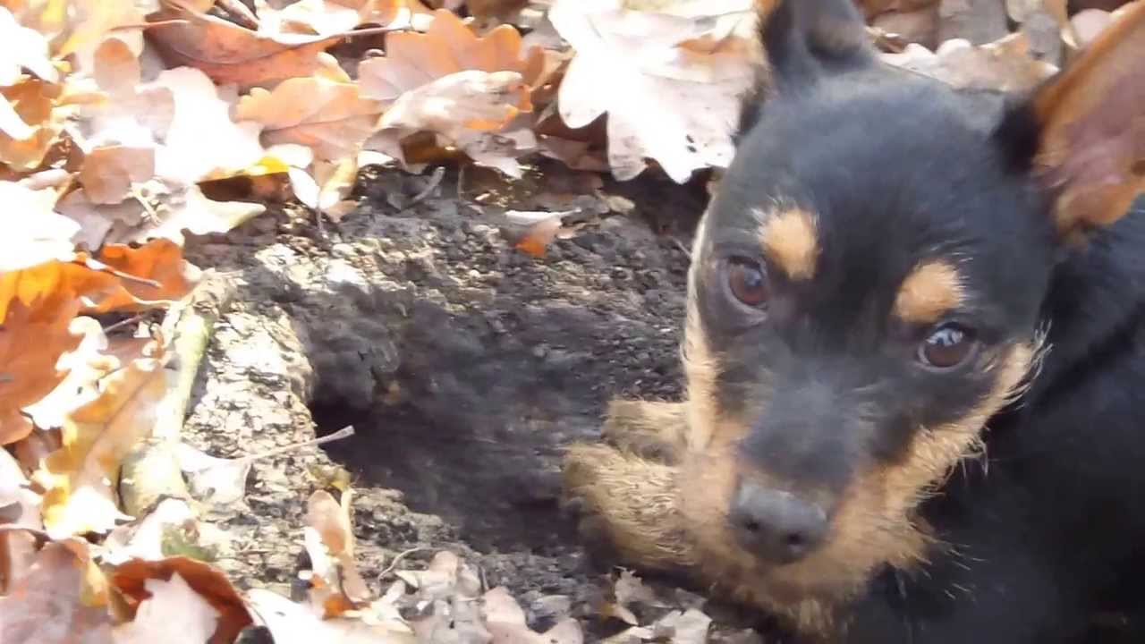Monty The Digging Patterdale.