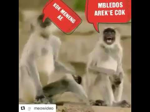Monyet mlenyok