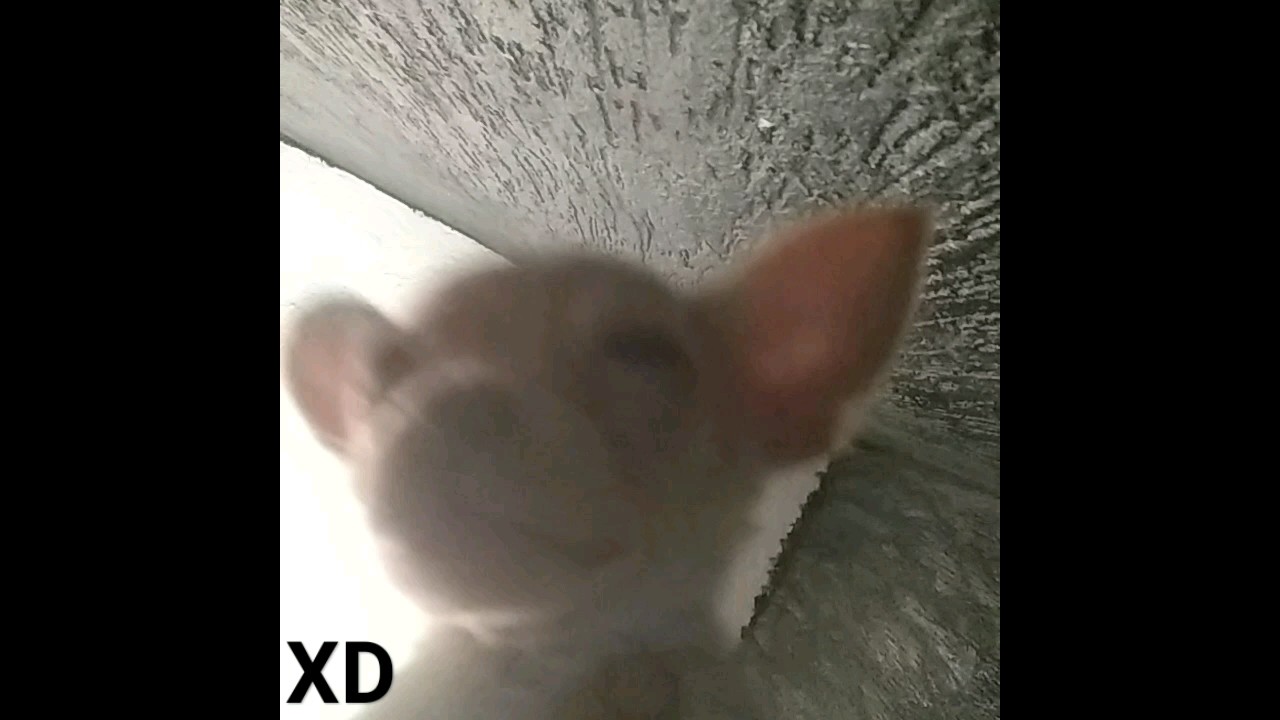 moolly