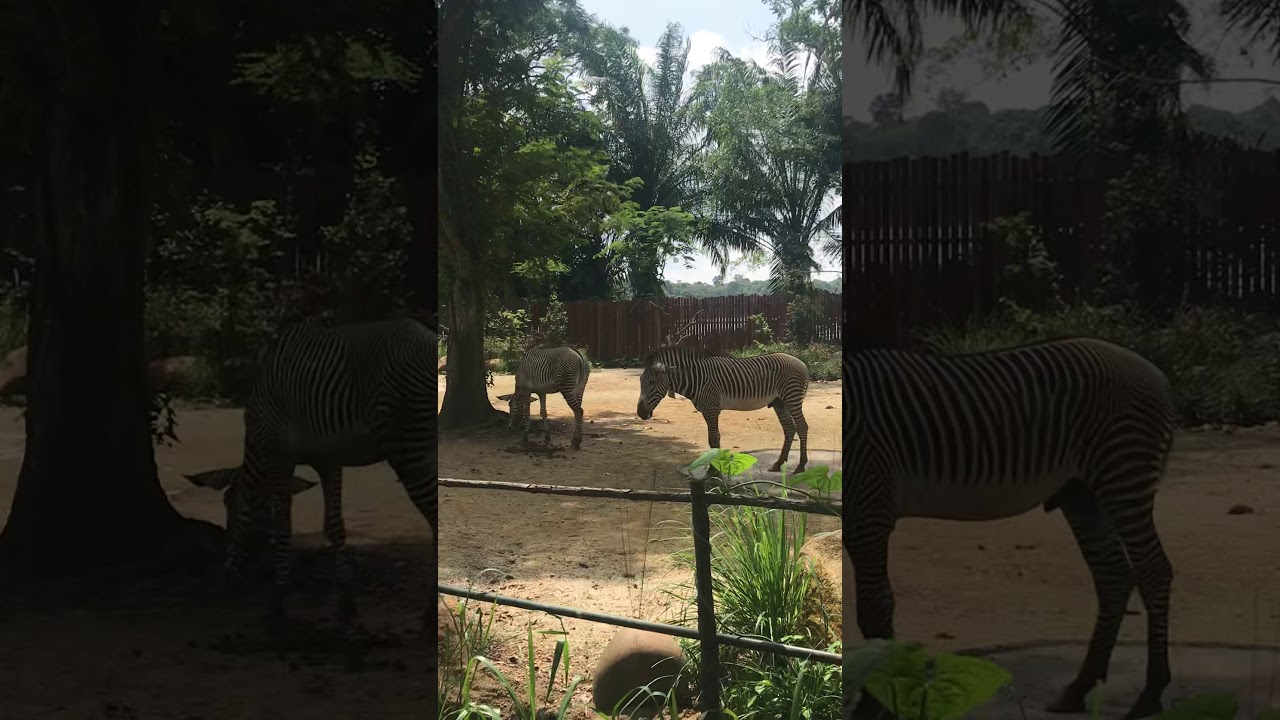 More zebra’s | belly roll |