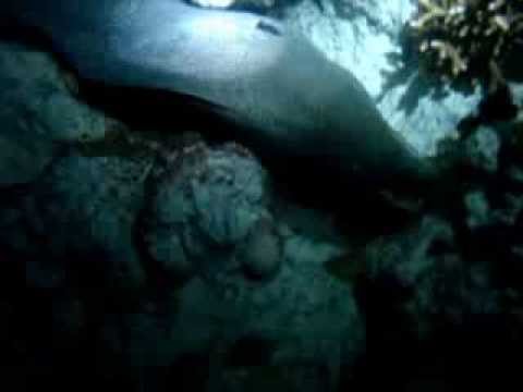 morena gigante-giant moray