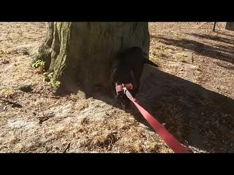 MOSCOW WATCHDOG - INTRODUCING RUSSIA'S ICECOLD CRIMEFIGHTER DOG BREED           PATTERDALE ESTACADO