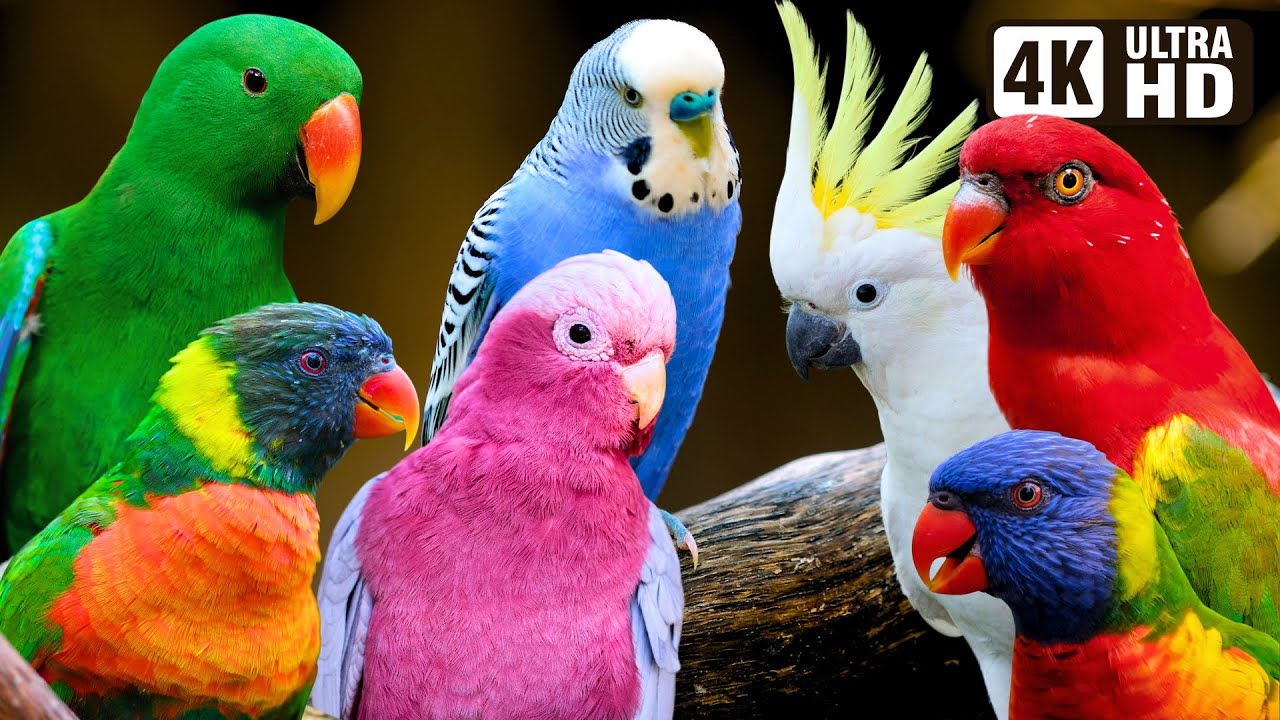 Most Beautiful Parrots of Australia | Colourful Birds | Relaxing Nature Sounds | Australian Wildlife