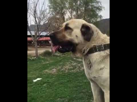 Most Powerful Breed In The World Malakli / Anatolian not Kangal