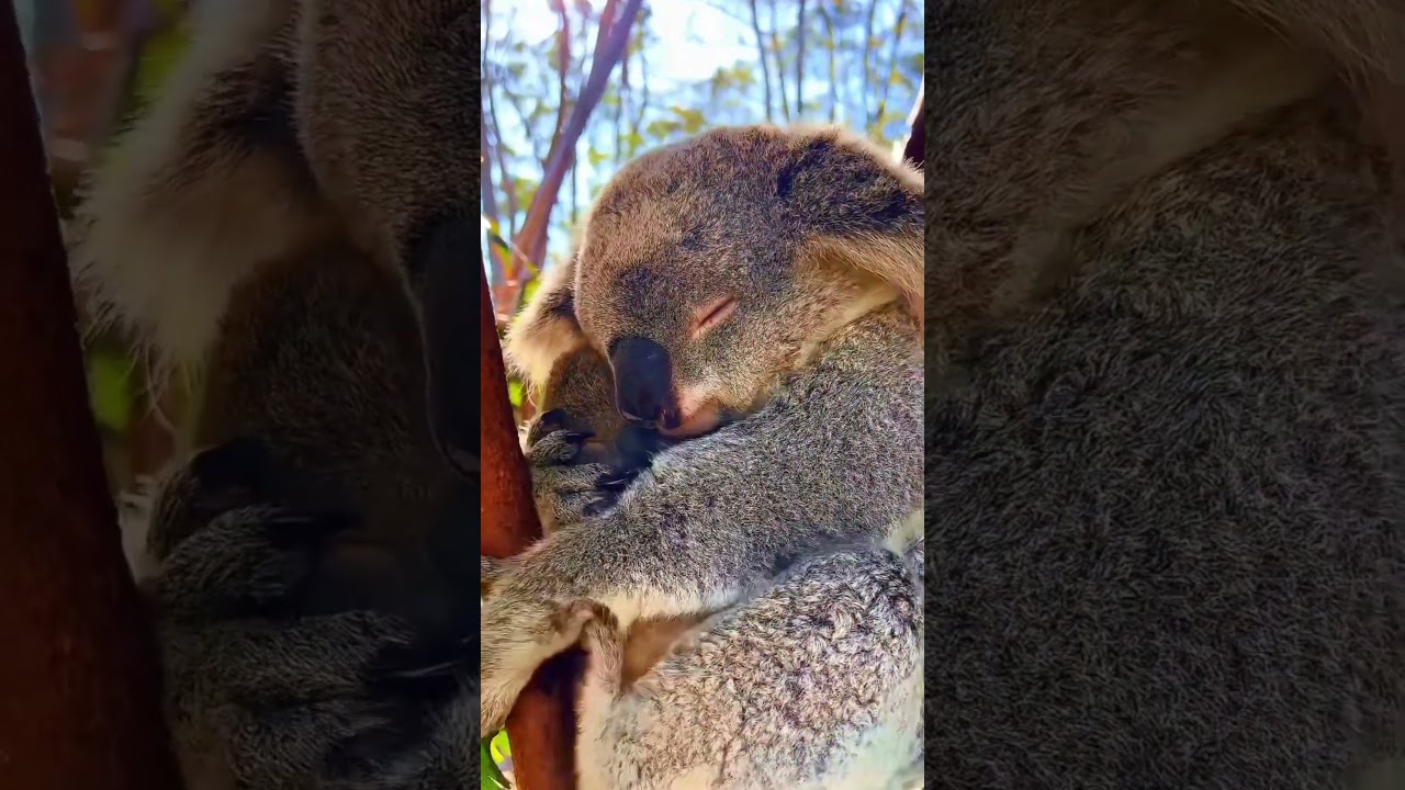 Mother's warmth🐨