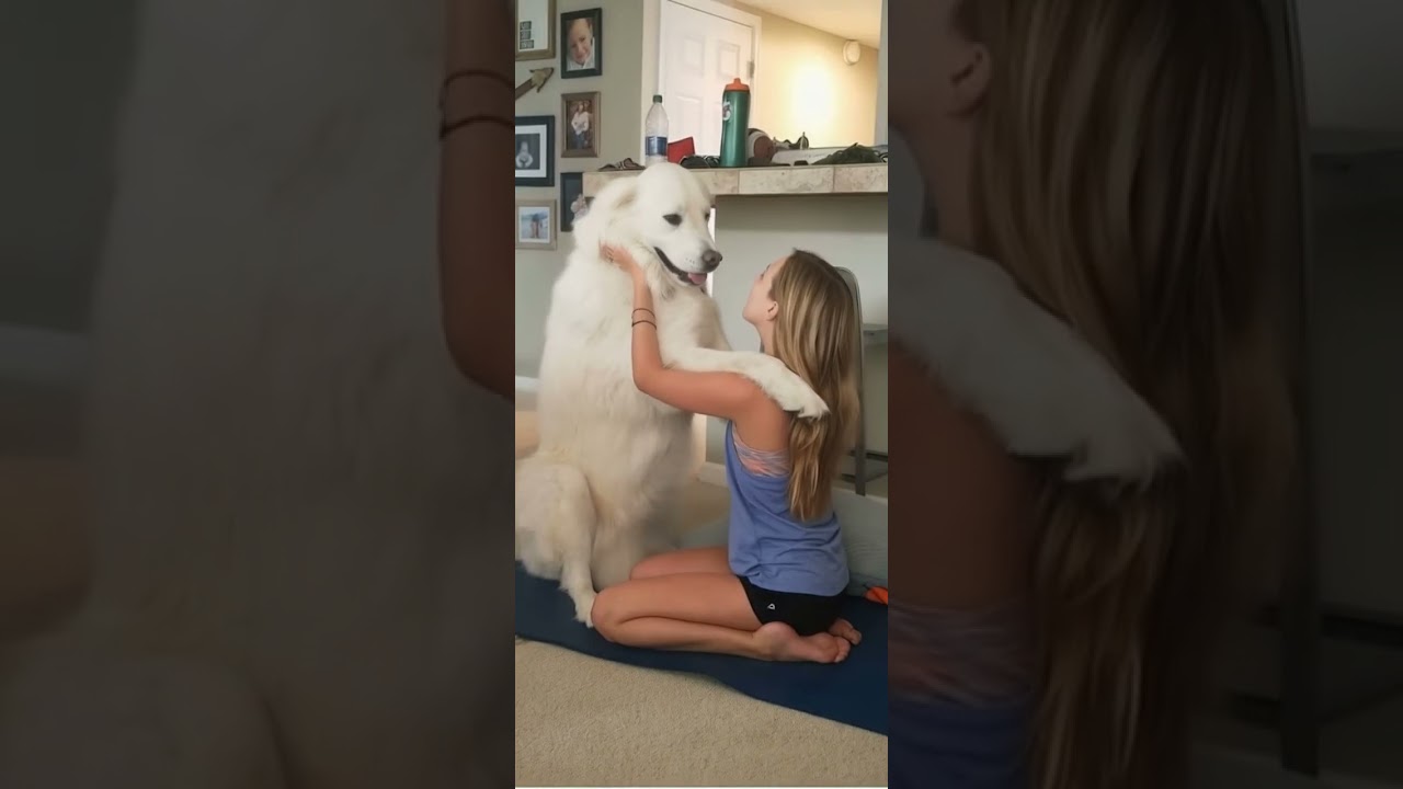 Moti kissing mom😍 #dog #pooch #cutepuppy #doglover #puppy #puppyface #dogowner#goldenretreivers
