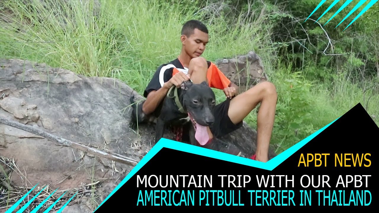 Mountain Trip with our APBT American Pitbull Terrier in Thailand
