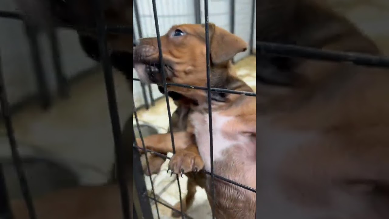 ‼️MOUTHPIECE 🔥🔥🔥(Red Plague x Jasmine INBRED)🤫#Apbt