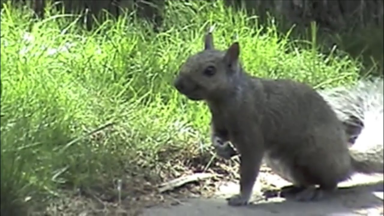 Mr. Fuzzums (The Squirrel)