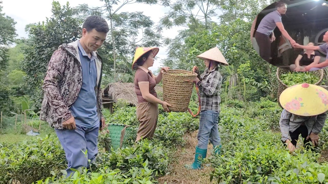 Mr. Vang came to help Mrs. Dam pick tea and met Mrs. Vy, whom he had helped before.