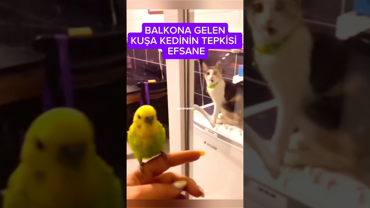 Muhabbet kuşu evinden kaçmış balkona sığındı kedinin tepkisi efsane