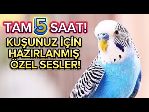 muhabbet kuşu sesi kuş sesi muhabbet kuşu ötme sesi TAM 5 SAAT! KUŞUNUZ ÇILDIRACAK!