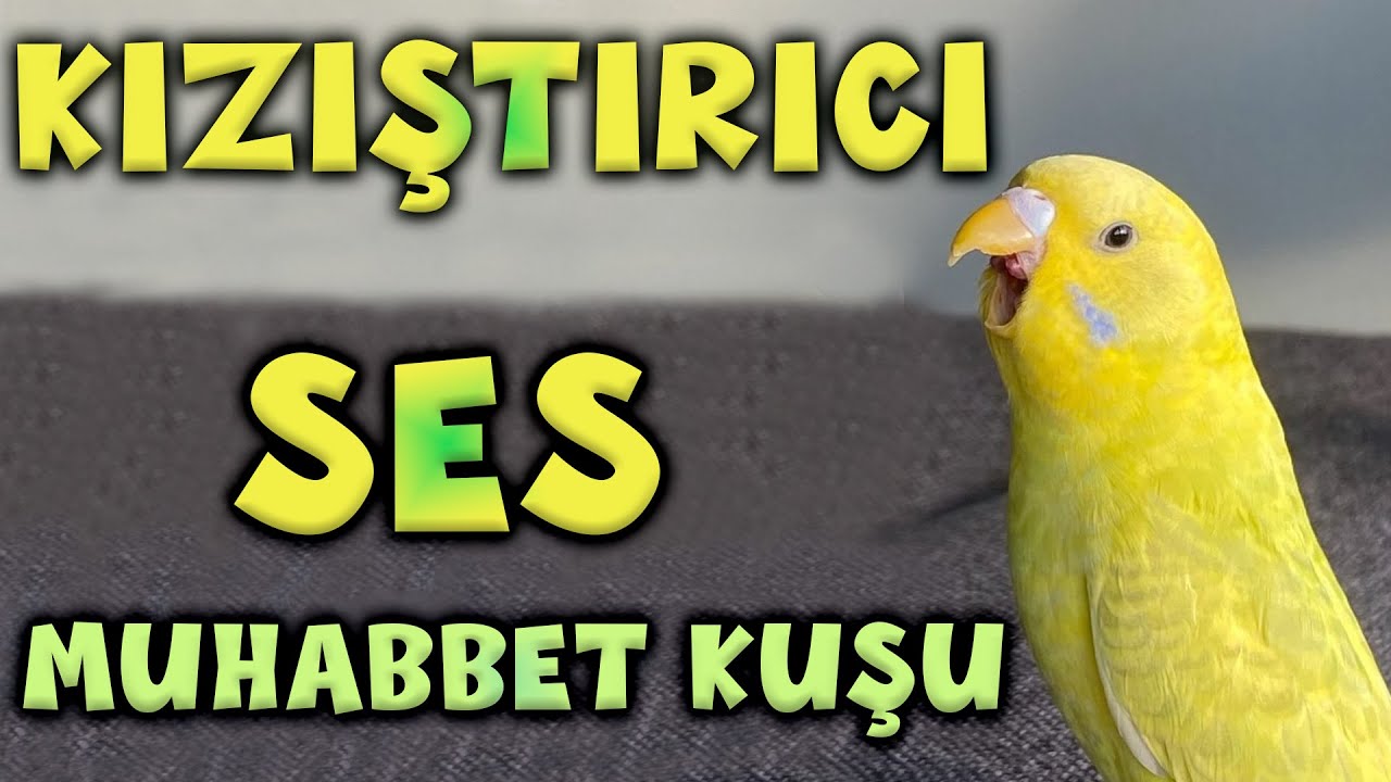 Muhabbet kuşu sesleri Muhabbet kuşu azdırıcı ses  Muhabbet kuşu sesi toplu