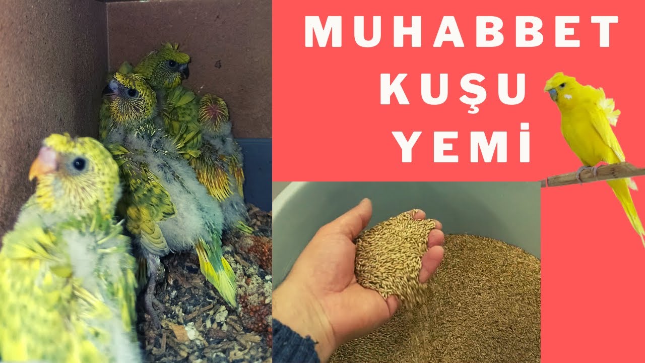 MUHABBET KUŞU YEMİ, ASPUR VE AK DARI KARIŞIMI