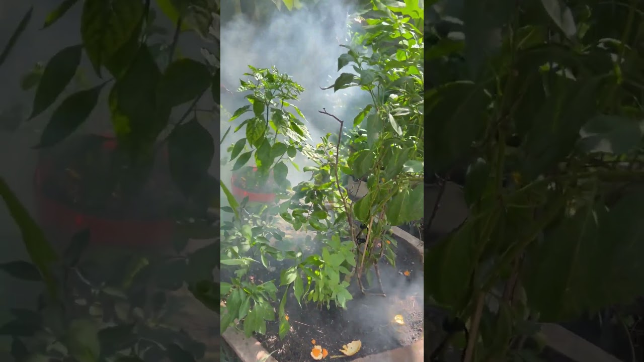 Muỗi nhiều quá ung khói cho bớt muỗi