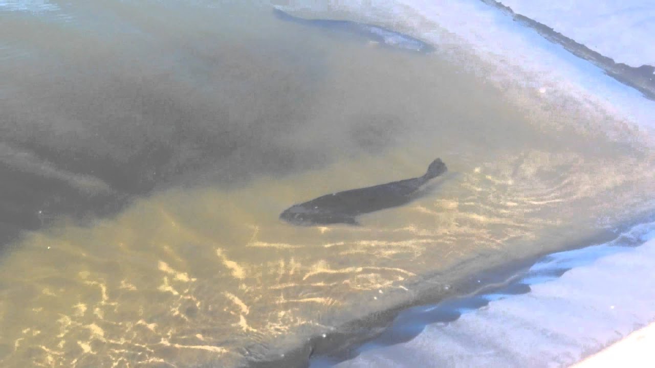 Mulloway at Port Stephens Research Centre