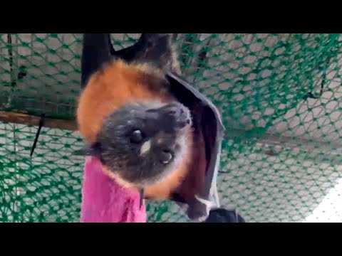 Mum bat calls to her baby:  Pikelet and Donut