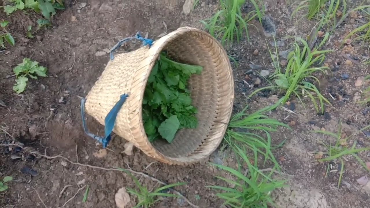 mus teb los txog da dej laj siab kawg /1/6/2021/