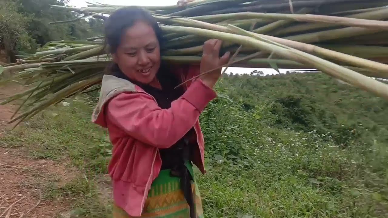 mus txiav pas rau nreeg taum thiab da dej/17/10/2021/