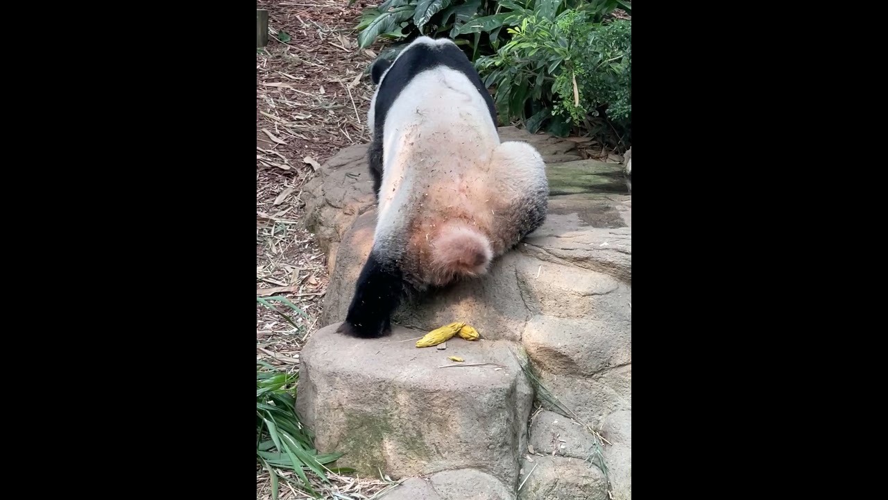 Musang King Durian made by Panda's Bum! Bum! 熊猫, パンダ,  팬더