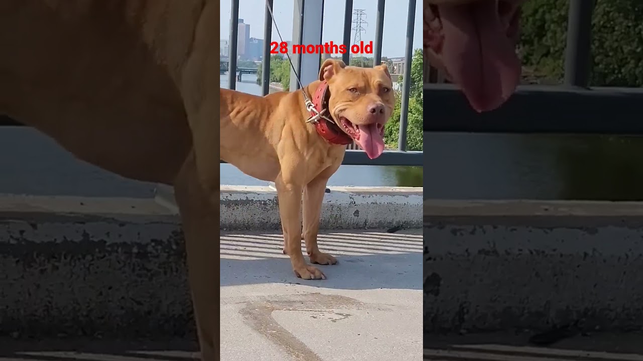 Muscle Beast Pit bull #apbt #adba #puppylove
