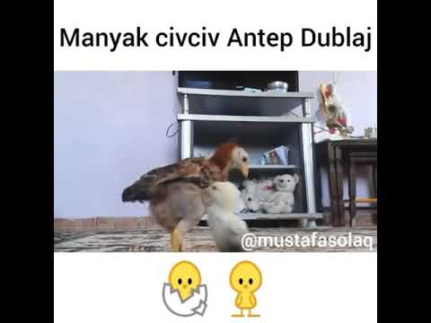 Mustafa solaq  EN İYİ 10 ANTEP DUBLAJ