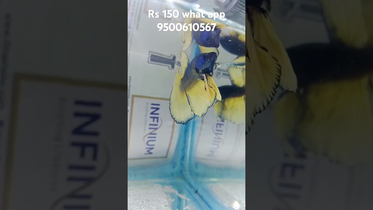 Mustard gas betta for sale #mustardgasbetta  ohmmustardgas