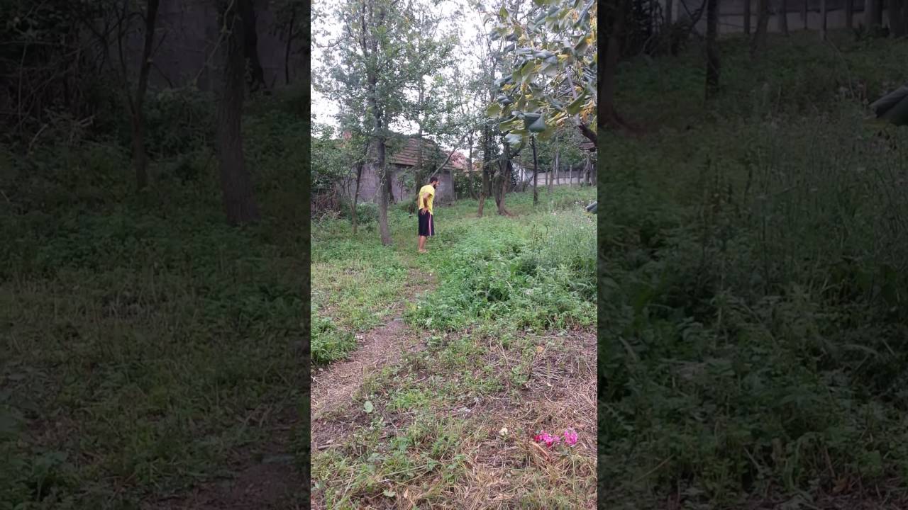 Muzijak 4 ipo m Ch Ciga x Mare