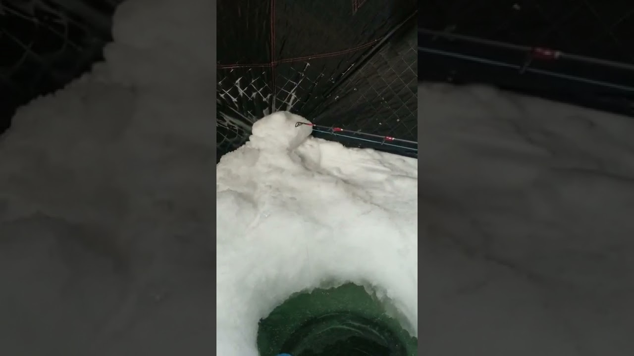 My bait can twerk