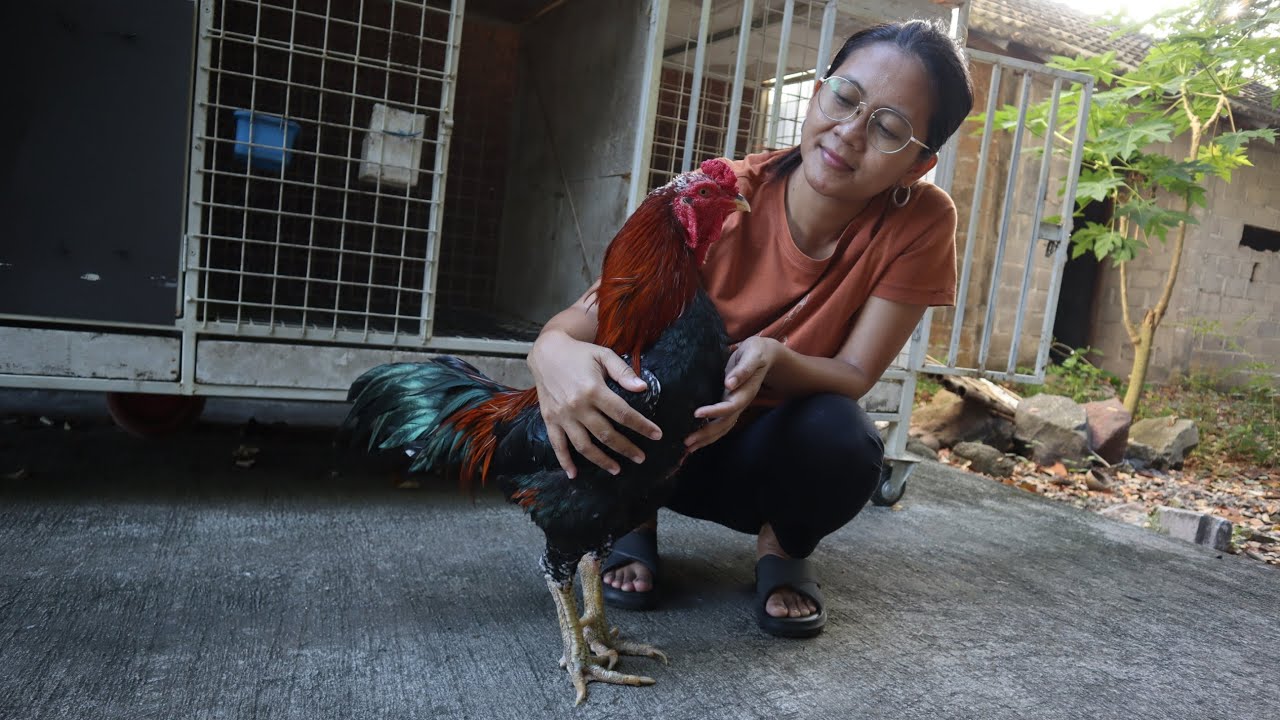 My Biggest Lovely Rooster