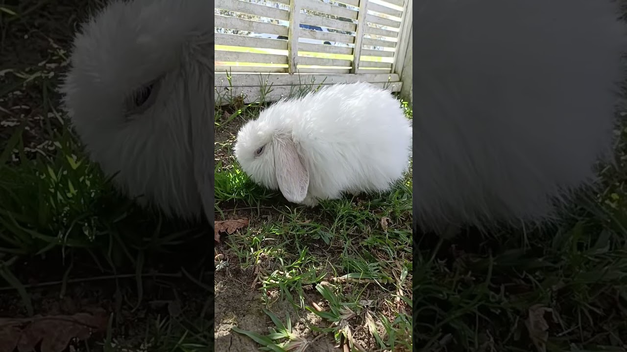 my blue eyed white cashmere bunny